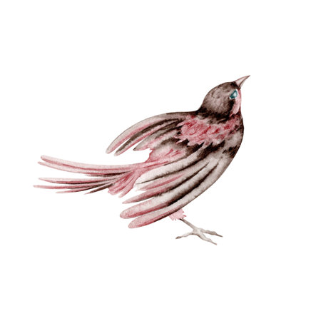 Small bird in a beautiful pose. Vintage stylish animal. Hand drawn watercolor illustration isolated on white background. Design element for natural patterns, floral cards, event invitations and printsの写真素材