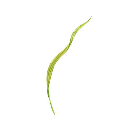 Green grass watercolor illustration. Rice or wheat plant stalk. Asian cooking ingredient. Hand drawn floral element isolated on white background. Clip art for nutritious product packaging designsの写真素材