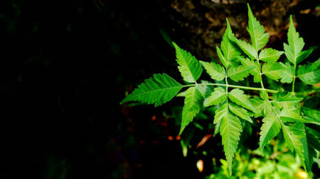 Green leaves of plant growing in wild, the tropical forest plant. evergreen on black background. Space for textの写真素材