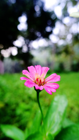 Pink flowers of Zinnia elegans, common zinnia or elegant zinnia in the formal garden, Indonesia. Summer timeの写真素材