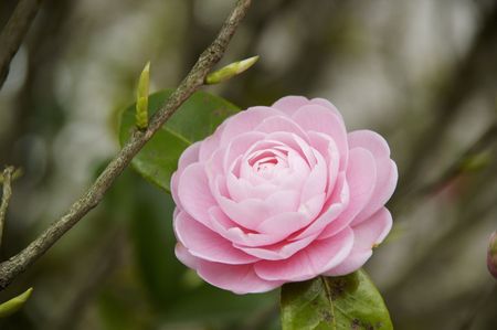 Camelliaの写真素材