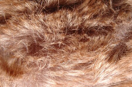Animal's fur texture