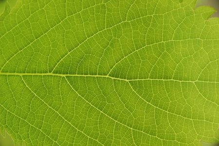 Close-up image of leaf