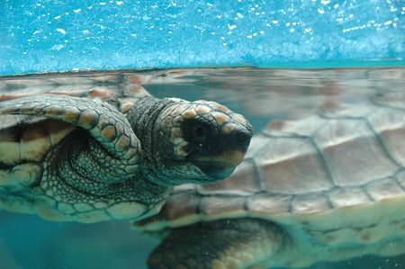 Sea turtle's childの写真素材