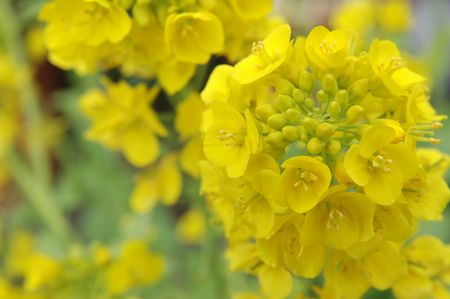 Close-up image of rape blossoms
