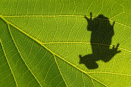 Image of frog silhouetteの写真素材