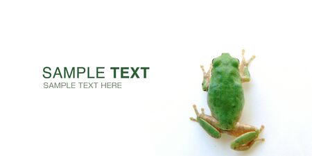 One green frog of white backgroundの写真素材