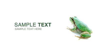 One green frog of white backgroundの写真素材