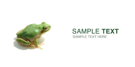 One green frog of white backgroundの写真素材