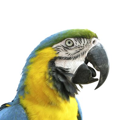 Parrot that stops in ropeの写真素材