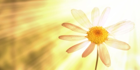 Graphic image of flowerの写真素材