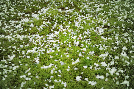 Cherry blossoms on mossの写真素材