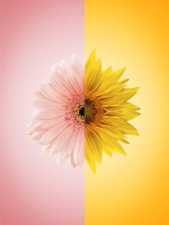 Synthetic image of transvaal daisy and sunflowerの写真素材