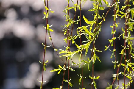 Willowの写真素材