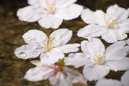 Cherry blossoms imageの写真素材