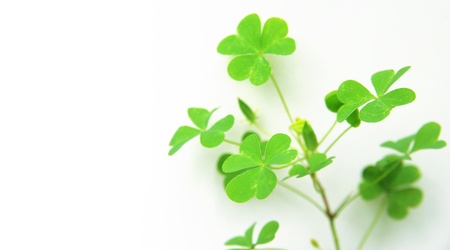 Cloverの写真素材