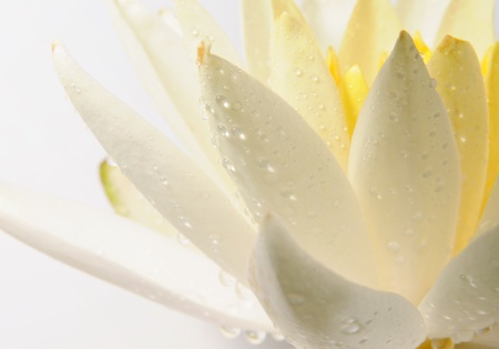 Water-lilyの写真素材