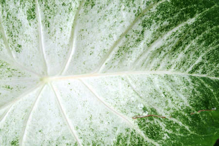 Background of leafの写真素材