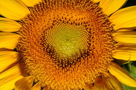 Sunflowerの写真素材