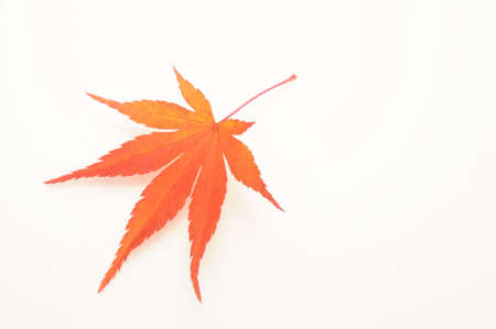 autumnal leavesの写真素材