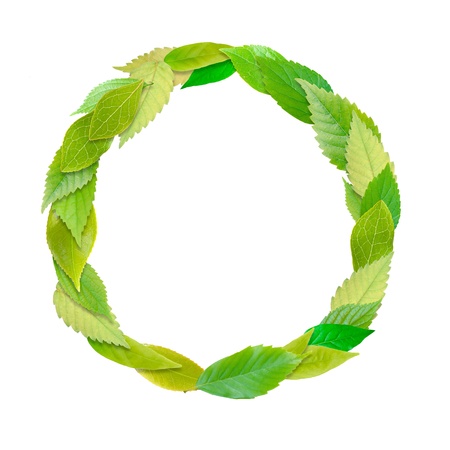The frame of a leaf