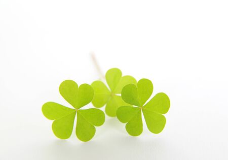 Cloverの写真素材