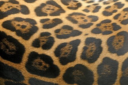 Animal pattern