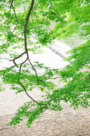 Fresh greenの写真素材