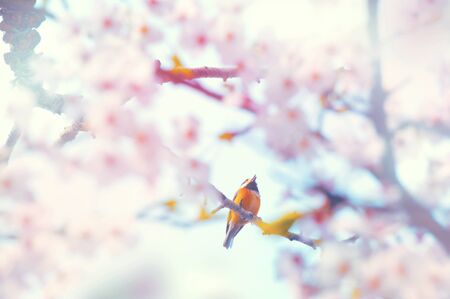 Cherry tree and Parus variusの写真素材