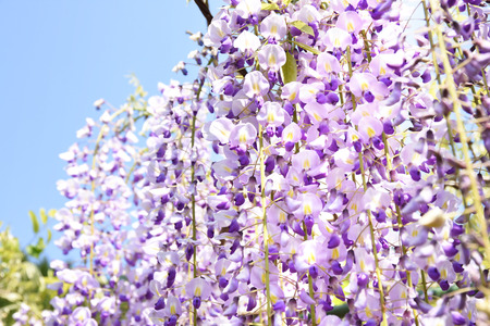 Wisteria full bloom imageの写真素材