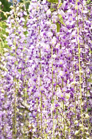 Wisteria full bloom imageの写真素材