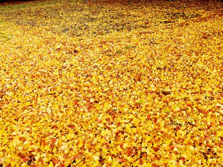 Many fallen leaves of Ginkgoの写真素材