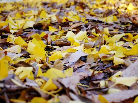 Fallen leaves image of street treesの写真素材