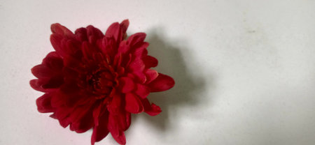Red chrysanthemum on a white background with space for text