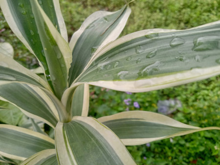 Water drops on green leaves of Dracaena plant in the gardenの写真素材
