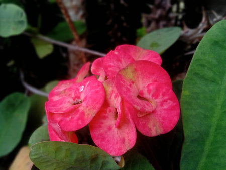 Crown of thorns flower in the garden. (Euphorbia milli)
