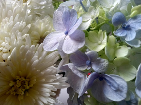 White and blue hydrangea and chrysanthemum
