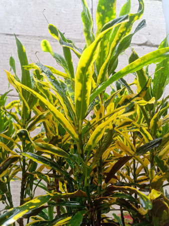 Variegated green and yellow leaves of the Croton plant.
