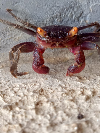 Closeup of a red rock crab on a concrete wall background.Crabs are decapod crustaceans characterized...