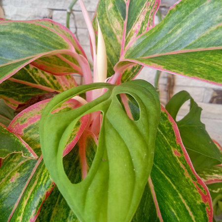 Beautiful Aglaonema variegata variegated leaves