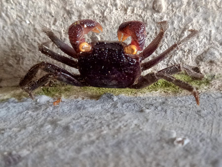 closeup of a crab on the wall of a house in Italy Crabs are decapod crustaceans characterized by...
