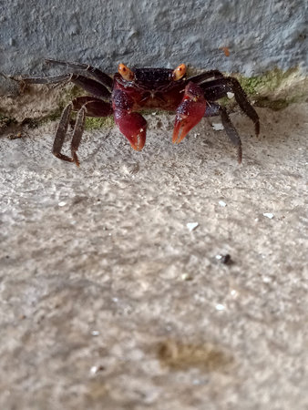 close up of a small red crab on a concrete wall in the garden