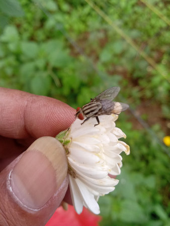 Fly on a white flower in the garden. Macro photography of insect