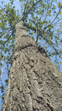 Big tree