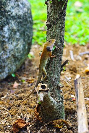 lizard on a treeの写真素材