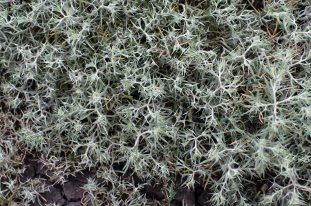 Desert plant