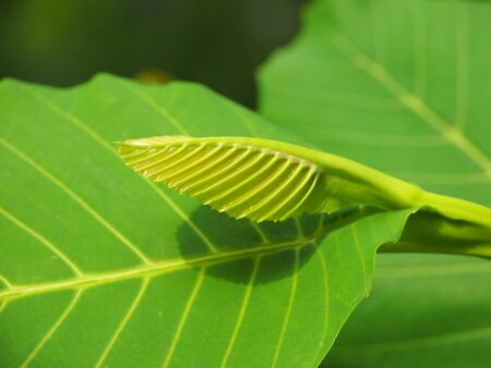 New Life