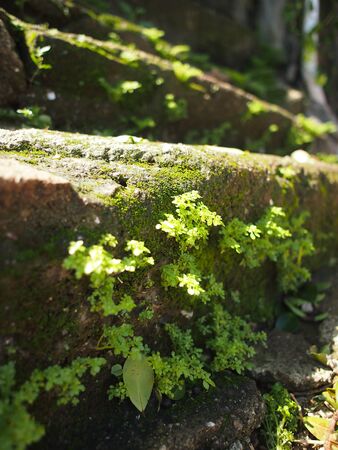 Stepsの写真素材