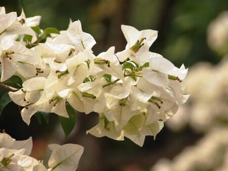 White Blossomの写真素材