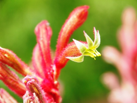Special Red Flowerの写真素材